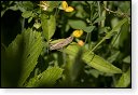 Chorthippus brunneus Bruine sprinkhaan insect insecten kever kevers tor torren spin spinnen wesp wespen bij bijen sprinkhanen vlieg vliegen mug muggen